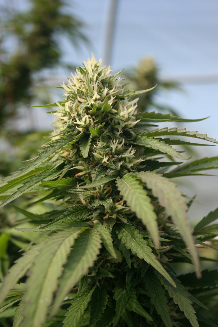 History of Hemp