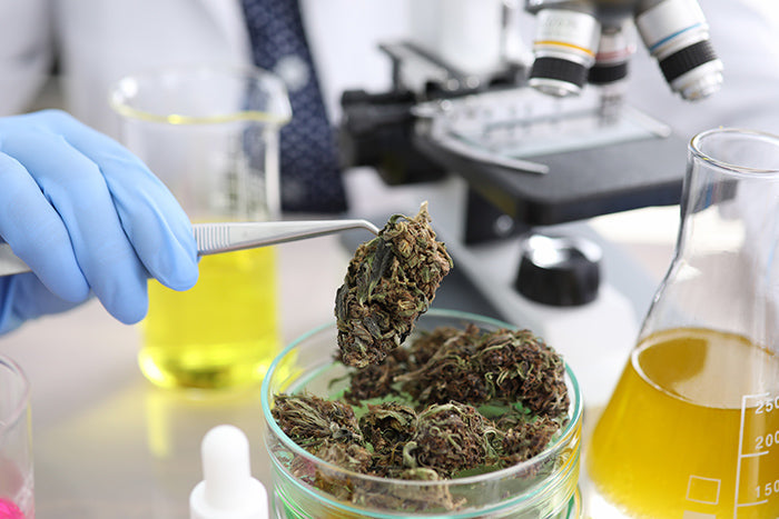 How to Read a CBD Lab Test – NaturalWorks